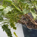 【再生への道、その後】クッカバラ 