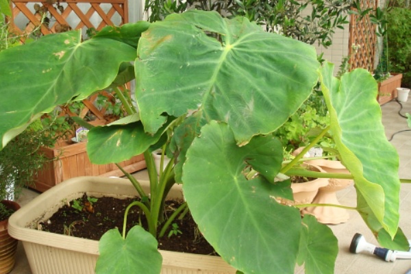 里芋の葉が巨大化 Kochan S ベランダ菜園blog マンションガーデニング 家庭菜園 仙台グルメ キャンペーン情報等