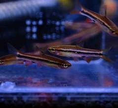 1月23日(金)熱帯魚入荷情報🐟