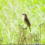 LuckyBookの野鳥不定期日記３＜備忘録＞