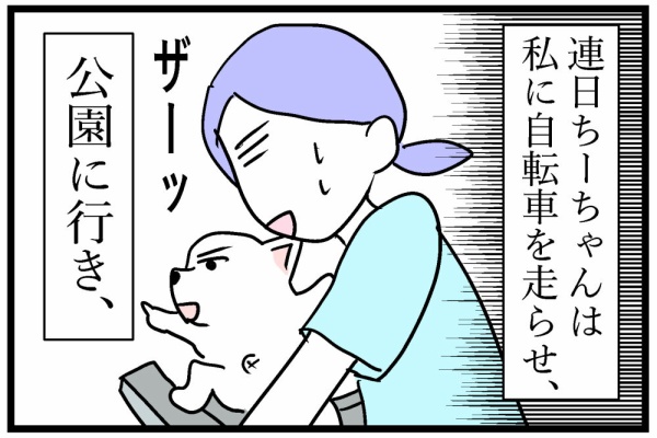 ちーちゃんです。 ちーちゃんですけどもっ！ 第1巻 | おます |本 | 通販 | Amazon