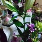 『百合の花。過ぐ世現つ世紡ぐ糸MM552』の画像