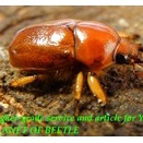 〇盈江！D.タンザオヤン＼(^o^)／