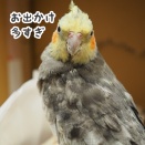 お留守番していたニュークスィー