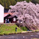 『2026 旧出雲街道『美甘宿場桜❶🌸』/ 岡山県真庭市美甘』の画像