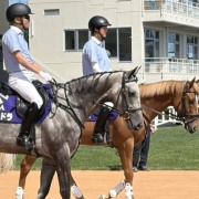 初心者マークの誘導馬バビットに会ってきました