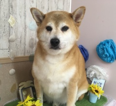 つの丸くん（柴犬）