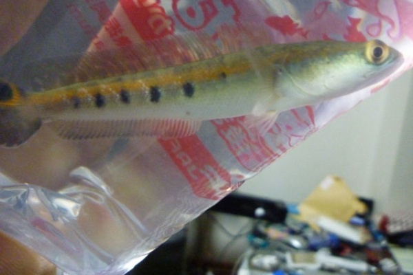 新米社会人の大型魚飼育日記