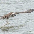 2025年7月15日の野鳥公園