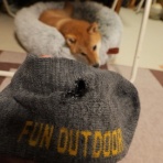 柴わんこと暮らす日々