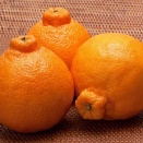 海外「柑橘類で一番美味しい！」日本発の柑橘類、不知火に対する海外の反応