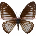 ラマケウスタイマイ♂ (マレー半島) Graphium ramaceus pendleburyi