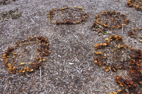 八ヶ岳自然アルバム キノコ