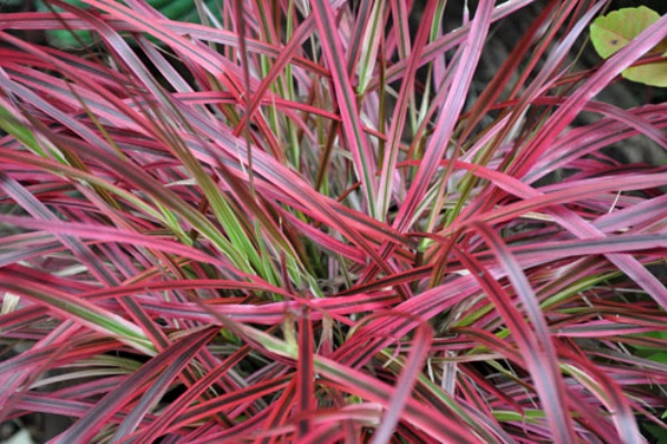 グラス 新しい庭におすすめの植物シリーズ ２２ Alex S Garden Party