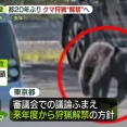 【東京都】クマ狩猟を限定的解禁の方針！専門家“一定の効果”も「20年間やっていない」課題指摘