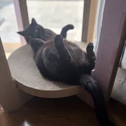 【猫写真】リラックス中のシニア猫