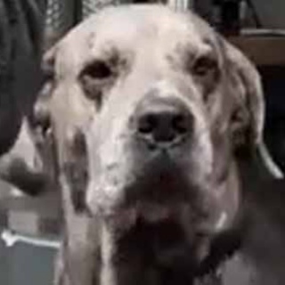 猫の動画 ねこわん！