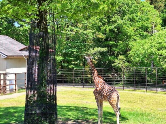 今年もファミパで熱い戦い！ファミリーパークの動物人気ナンバーワンは？！『第3回ファミパ動物選挙』開催。選挙期間3月15日～4月5日。結果発表4月12日。