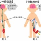 反射機能