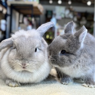 うさぎブログ　うさぎのしっぽ公式ブログ「日々しっぽ」