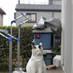 うちのとらまる