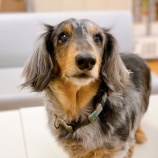 『【犬】ジルくん・ゆいちゃん 家族が決まりました』の画像