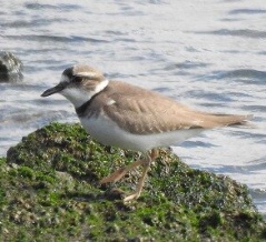 2026年2月18日の野鳥公園