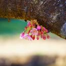 キャブレターの季節？？