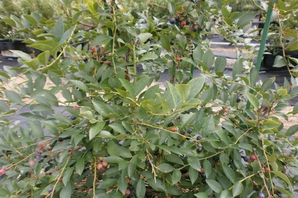 栽培日記 愛知のブルーベリー園 たくみ