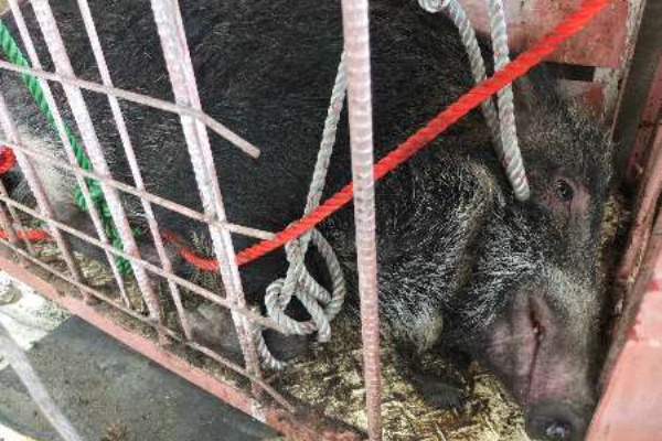 動物のニュース イノシシ