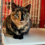 NPO法人 みなしご救援隊 犬猫譲渡センター 広島本部のブログ