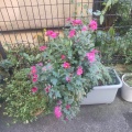 アイハウス展が始まりました