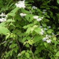 学能堂山の山芍薬とイナモリソウ