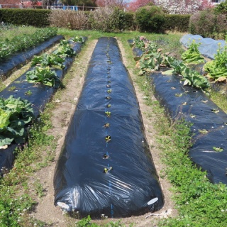 向島ポンポコ日記