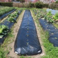 最近の畑の様子 ジャガイモの芽が出ました