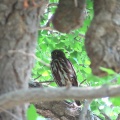 2025天然記念物大銀杏でアオバズクを撮る🦉XV（足利市鑁阿寺）