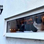 海の近くに猫と住んでる