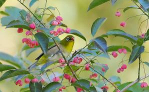 野鳥は可愛い♪ ２