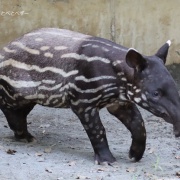 今年の見納め?!プールで遊ぶ砥愛ちゃん