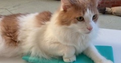 猫の手の曲げ方とお気に入りの色の生地