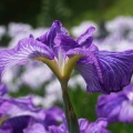 馬見丘陵公園の花菖蒲と紫陽花２０２６