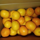 八朔🍊’26年3箱目📦