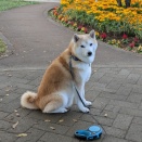 のんすけ、半スト