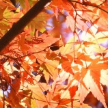 『マイクロバブル入浴物語（Q&A）(2250回記念）（9）』の画像