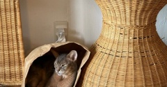 猫のいる家あるある「捨てられない袋」…
