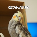 眠そうなニュー