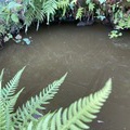 池に水遣り