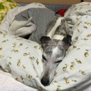 15歳6ヶ月(うちへ来て5291日)