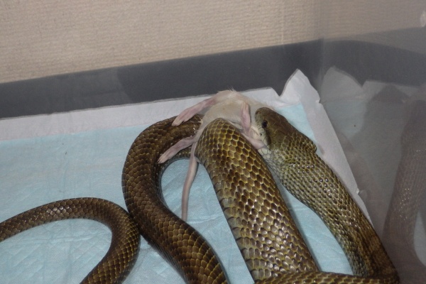 蛇の目 蛇の道 Janome Janomichi アオダイショウ