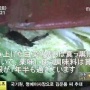 【怖すぎ】スーパーで売っていた韓国製キムチから腸管出血性大腸菌O103検出　最悪死ぬ可能性もあるから絶対に食べちゃダメ！